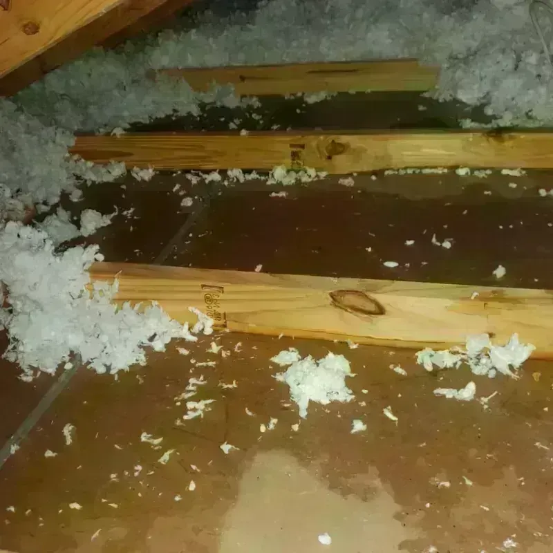 Attic Water Damage in Iowa Colony, TX