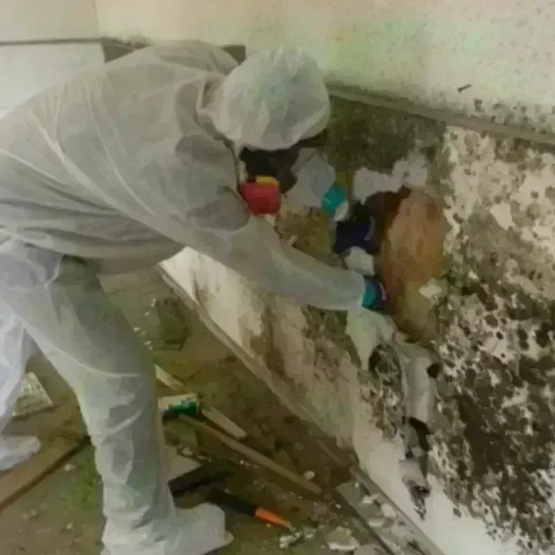 Mold Remediation and Removal in Iowa Colony, TX